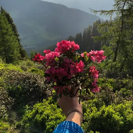 Hotel Schneekarhuette Im Sommer Schwendau